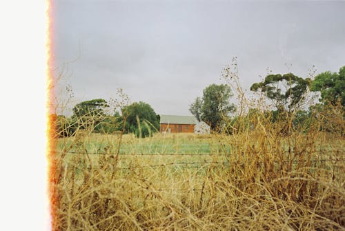 Grass on a Field in Sepia 