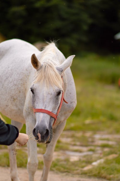Hand Feeding White Horse