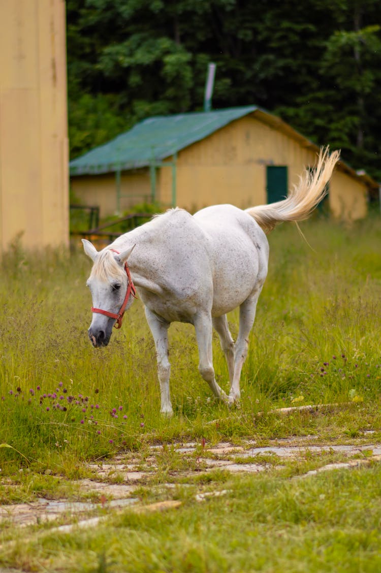 White Horse Standing In Grass On A Farm