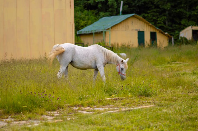 White Horse On Grass In Village