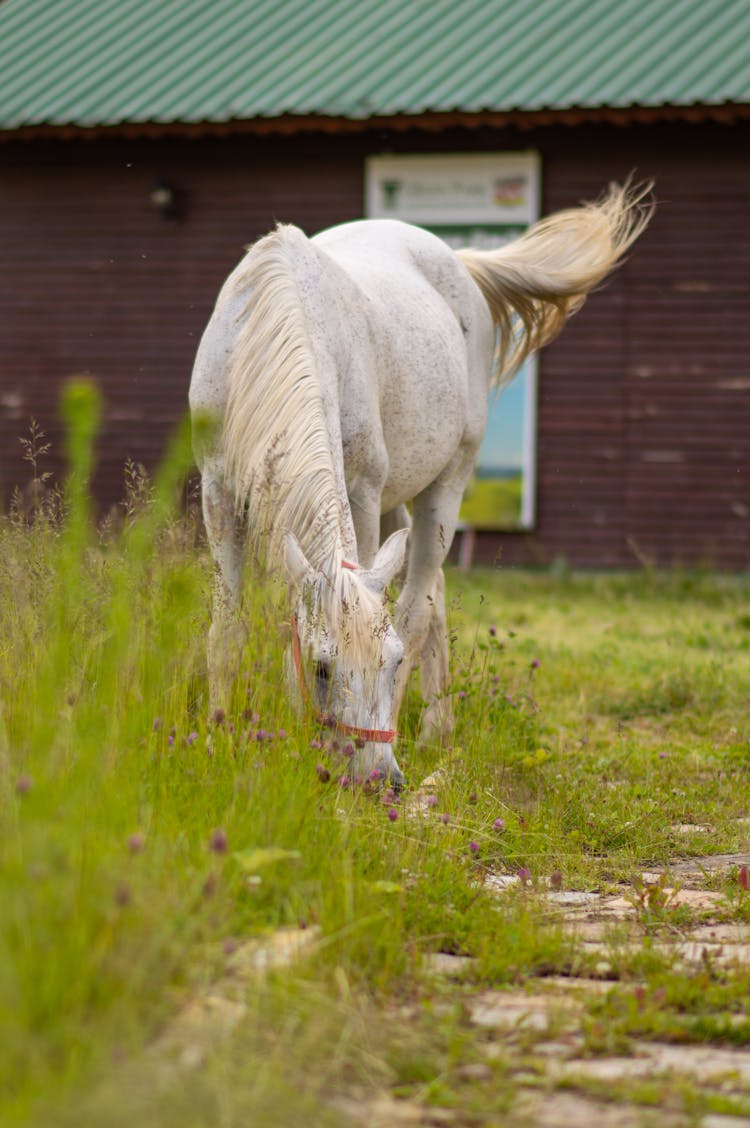 White Horse On Grass