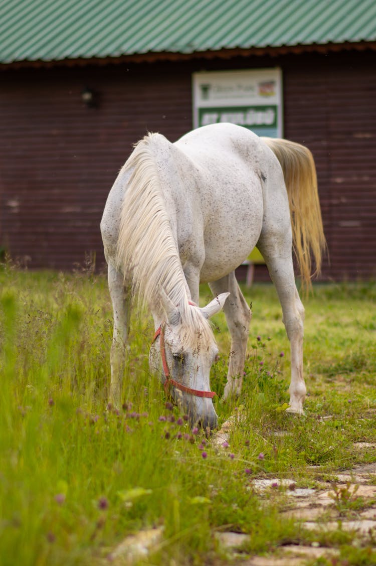 White Horse Eating Grass