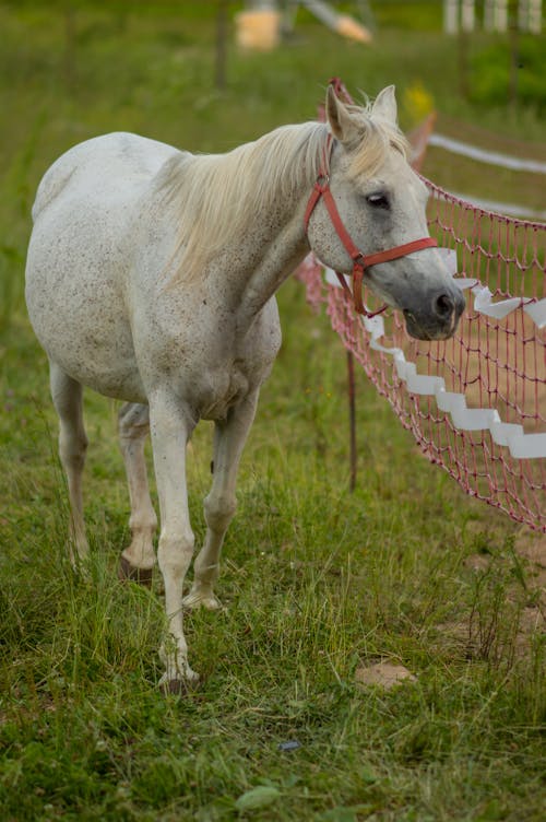 A White Horse on a Grass Field 