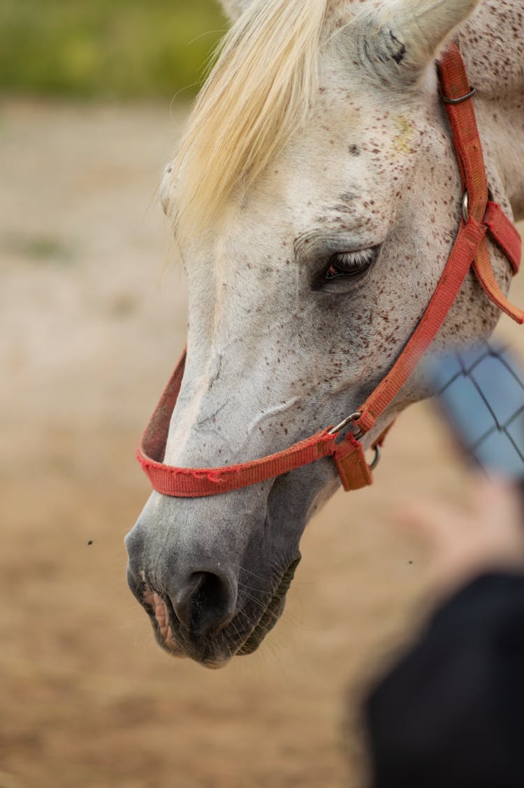 White Horse Head