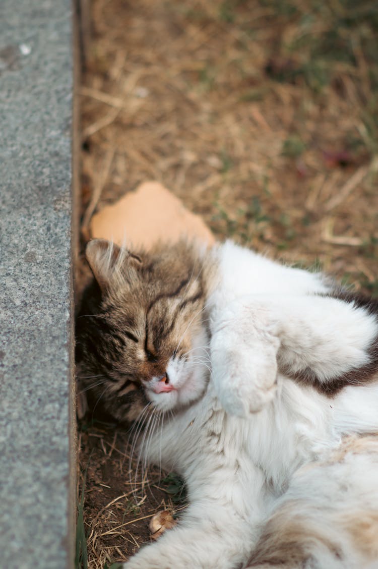 Furry Cat Sleeping On The Grass