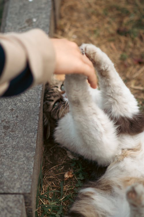 A Person Playing with a Cat 