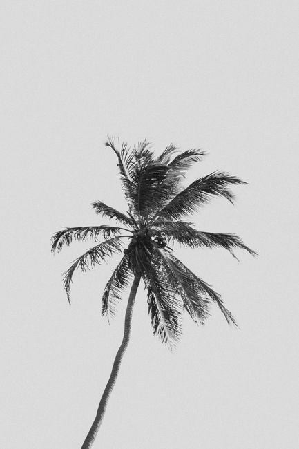 A single palm tree stands tall against a stormy monochrome sky, showcasing nature's resilience.