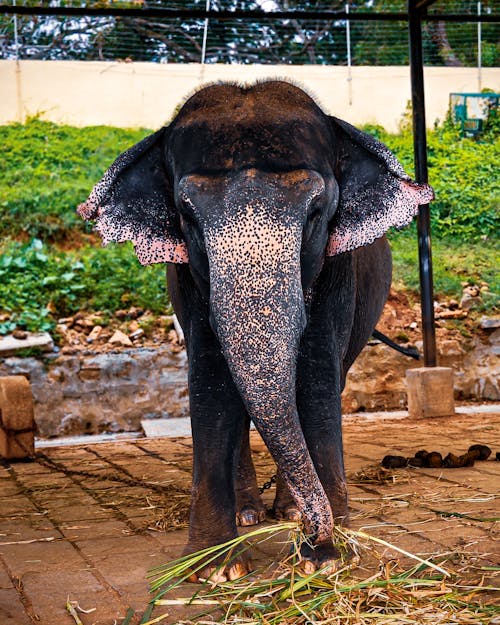 คลังภาพถ่ายฟรี ของ การถ่ายภาพสัตว์, ช้าง, ช้างอินเดีย