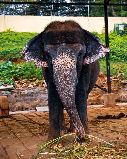 Free A captivating Indian elephant at a Mysuru sanctuary, showcasing its natural beauty and grace. Stock Photo
