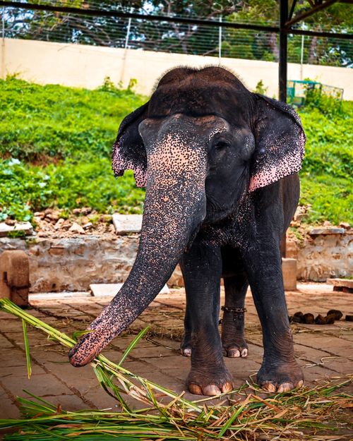Free A close-up of a majestic Indian elephant feeding on grass at Mysuru Zoo, Karnataka, India. Stock Photo