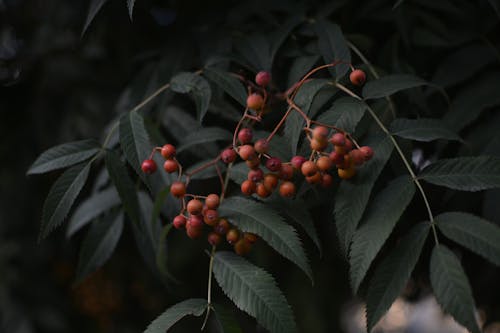 Fotos de stock gratuitas de enfoque selectivo, Fruta, hojas