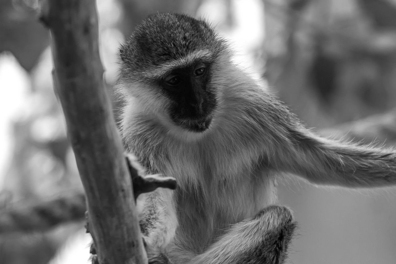 a stunning black and white image of a monkey perched on a tree branch