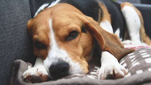 Free stock photo of beagle, close-up, cosy Stock Photo