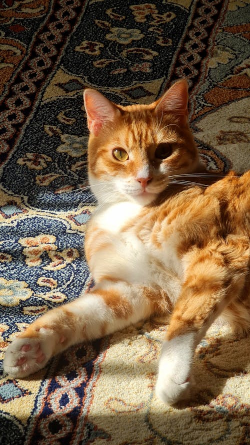 Free Cat Lying Down on Carpet Stock Photo