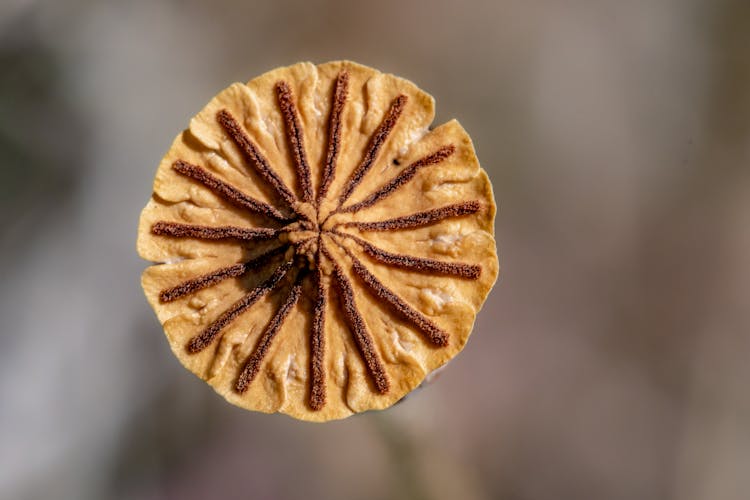 Brown, Round Flower