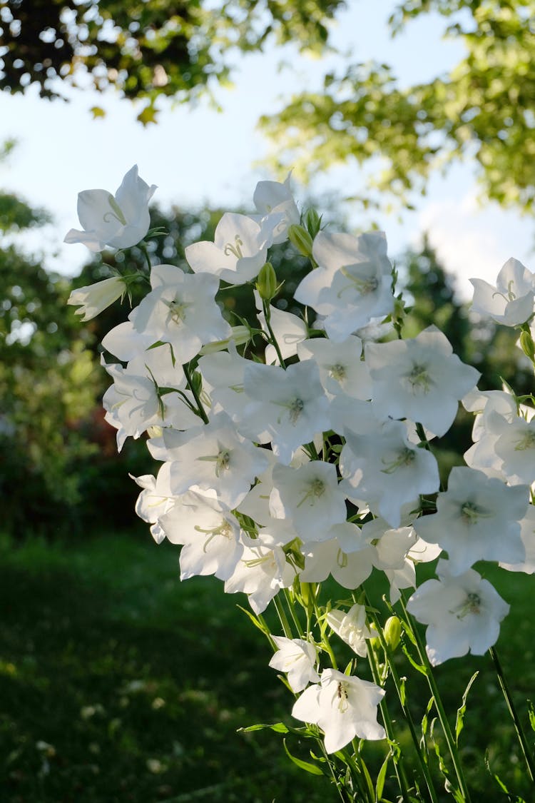 White Flowers In Spring