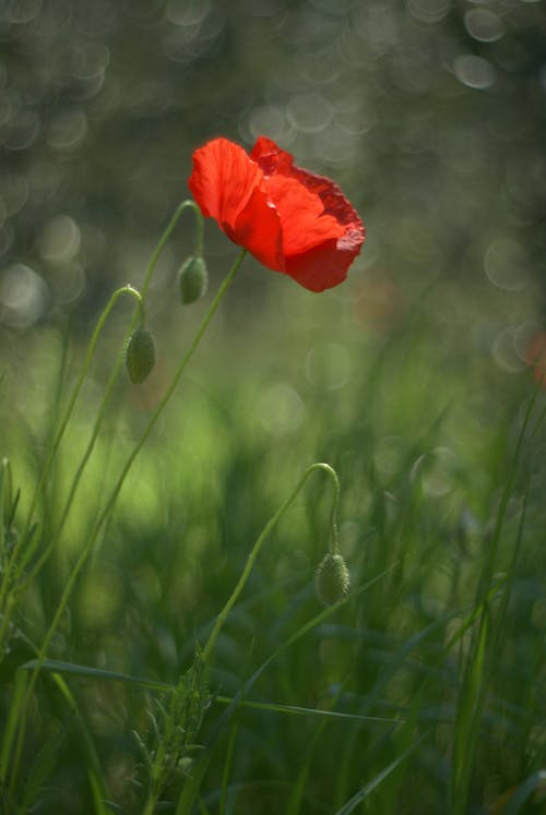 A red poppy is in the middle of a green field