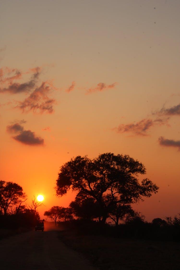 Trees Silhouette At Sunset