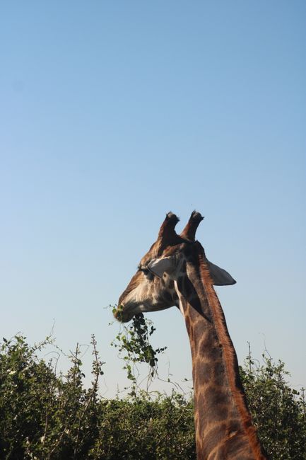 A majestic giraffe munching on leaves under a clear sky in South Africa.