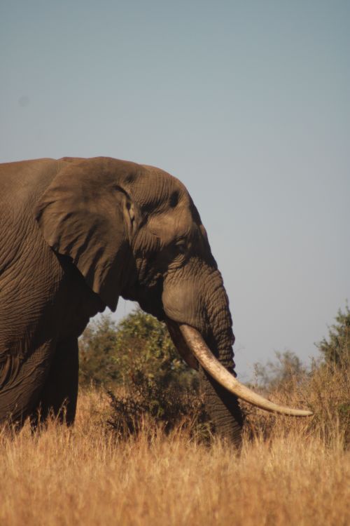 Free Close-up of an African elephant in the South African savannah during the day. Stock Photo