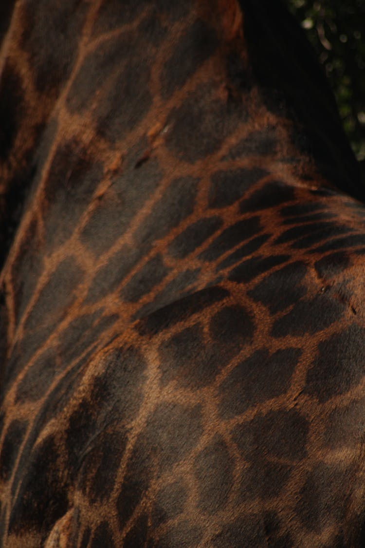 Close Up Of Giraffe Fur And Skin