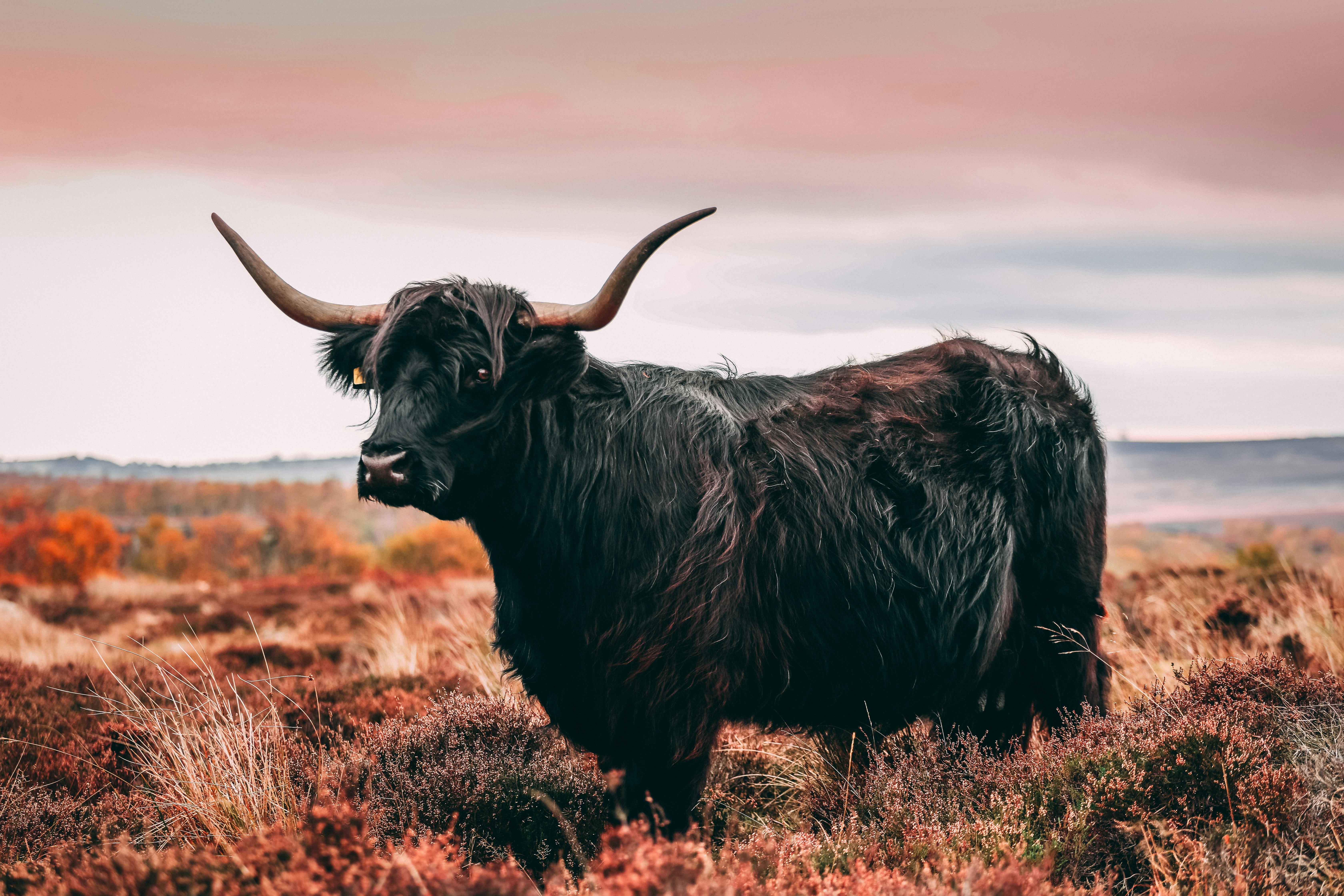 Highland Cattle Close Up Stock Photo  Download Image Now  Highland Cattle  Cow Domestic Cattle  iStock