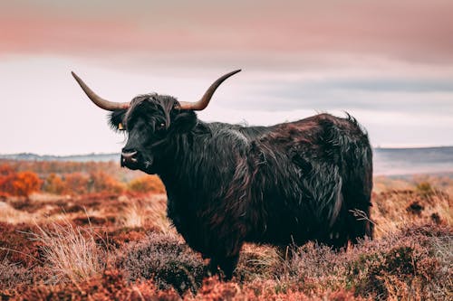 Black Cattle on Field