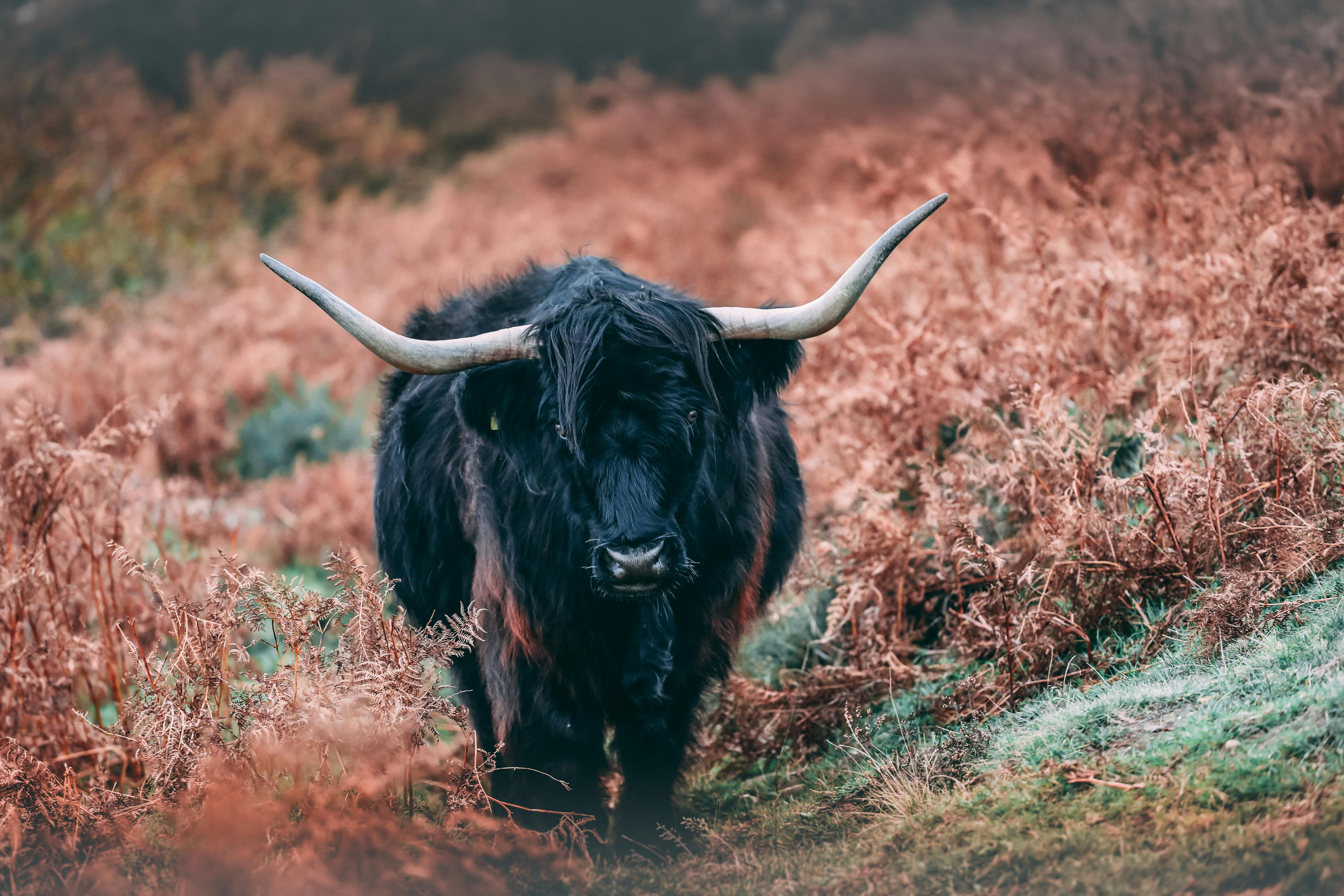 Best Highland cow iPhone HD Wallpapers  iLikeWallpaper