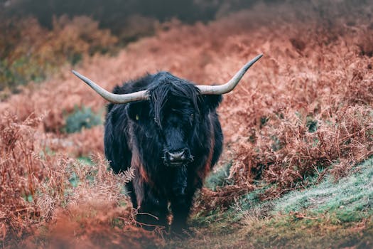 在一片生机勃勃、秋色浓郁的田野上，站着一头引人注目的苏格兰高地母牛