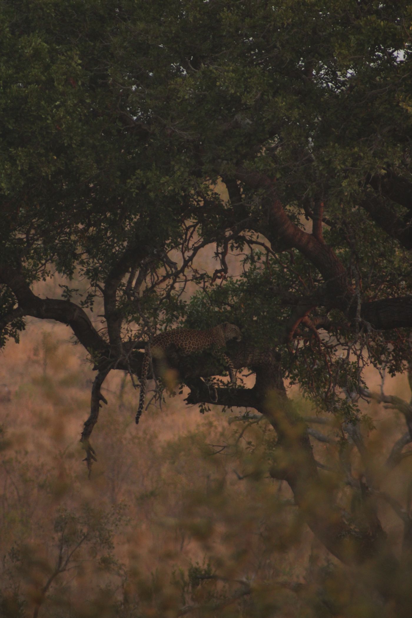 A leopard resting in a tree in the Sabi Sand, South Africa