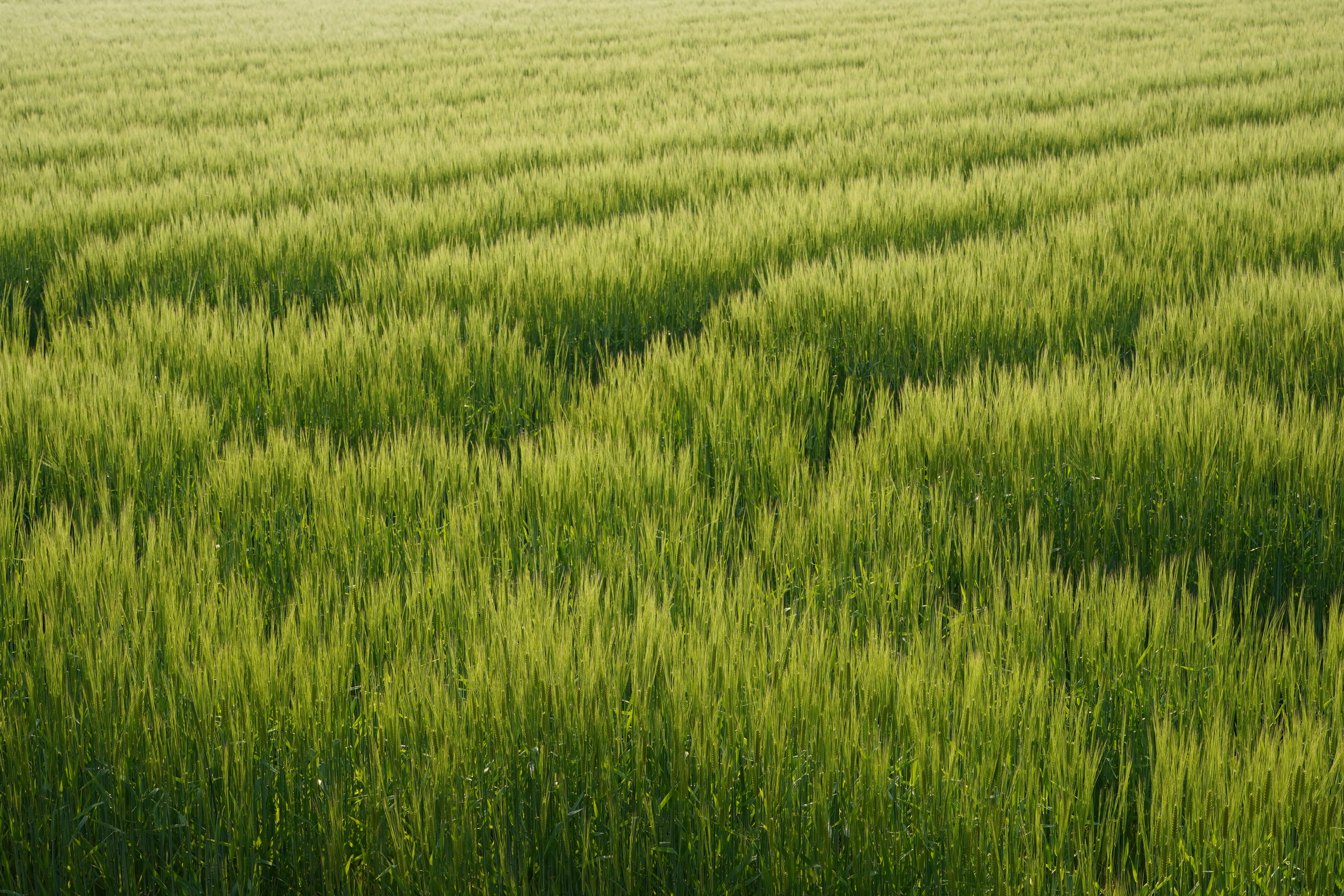 Beautiful green wheat field under daylight, showcasing lush growth in a rural setting.