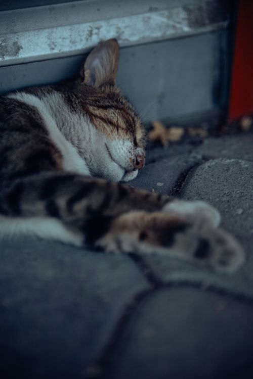 Free Close-up of a tabby cat sleeping on a cobblestone path, showcasing its serene expression. Stock Photo