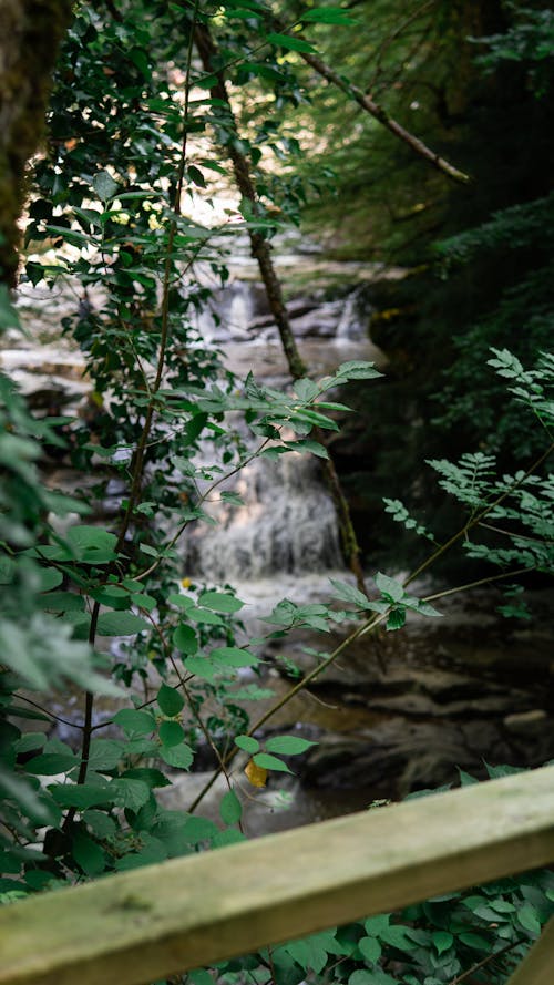 Kostenloses Stock Foto zu natur, wald