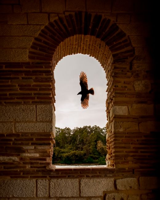 A dramatic shot of a bird in flight through a brick archway with lush greenery in the background.
