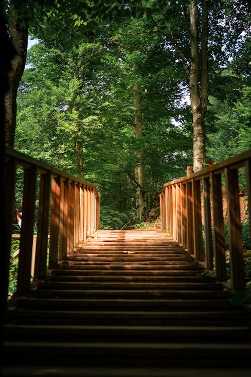 Kostnadsfri bild av junglee, natur, skog