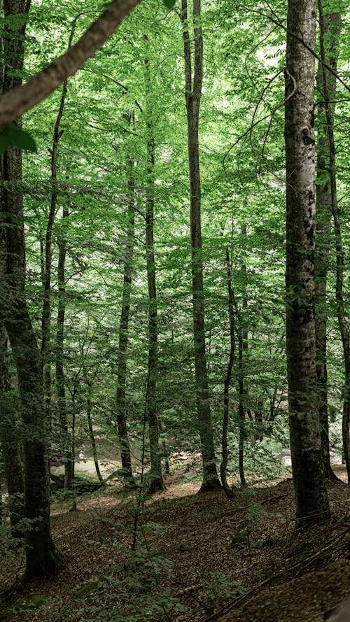 Kostenloses Stock Foto zu natur, wald