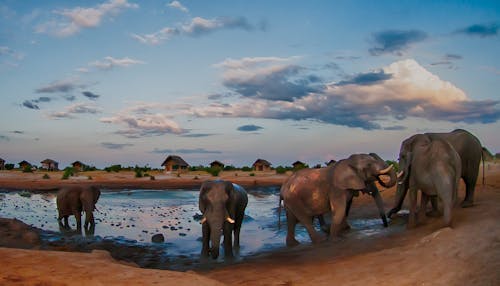คลังภาพถ่ายฟรี ของ ช้างแอฟริกา, ชีวิตสัตว์ป่า