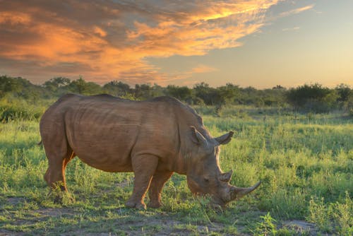Rhinoceros Eating Grass