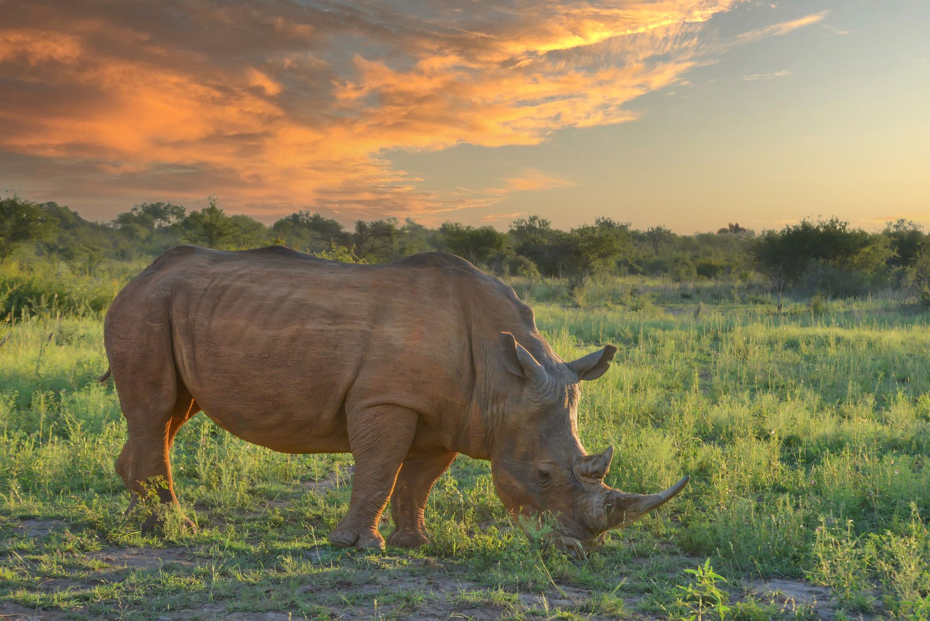 A rhinoceros peacefully grazes in the African savannah at sunset under a dramatic sky.