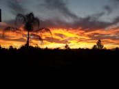 棕榈树的轮廓映衬着充满活力的日落天空，天空呈现出橙色和紫色的色调