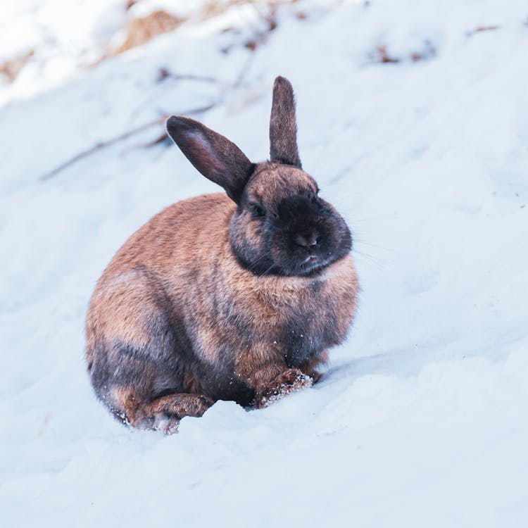 Rabbit On Snow In Winter