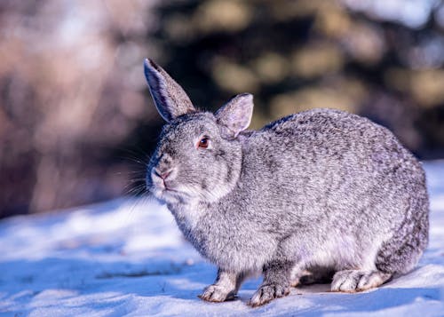 Ingyenes stockfotó állatfotók, fényképek a vadvilágról, hideg témában