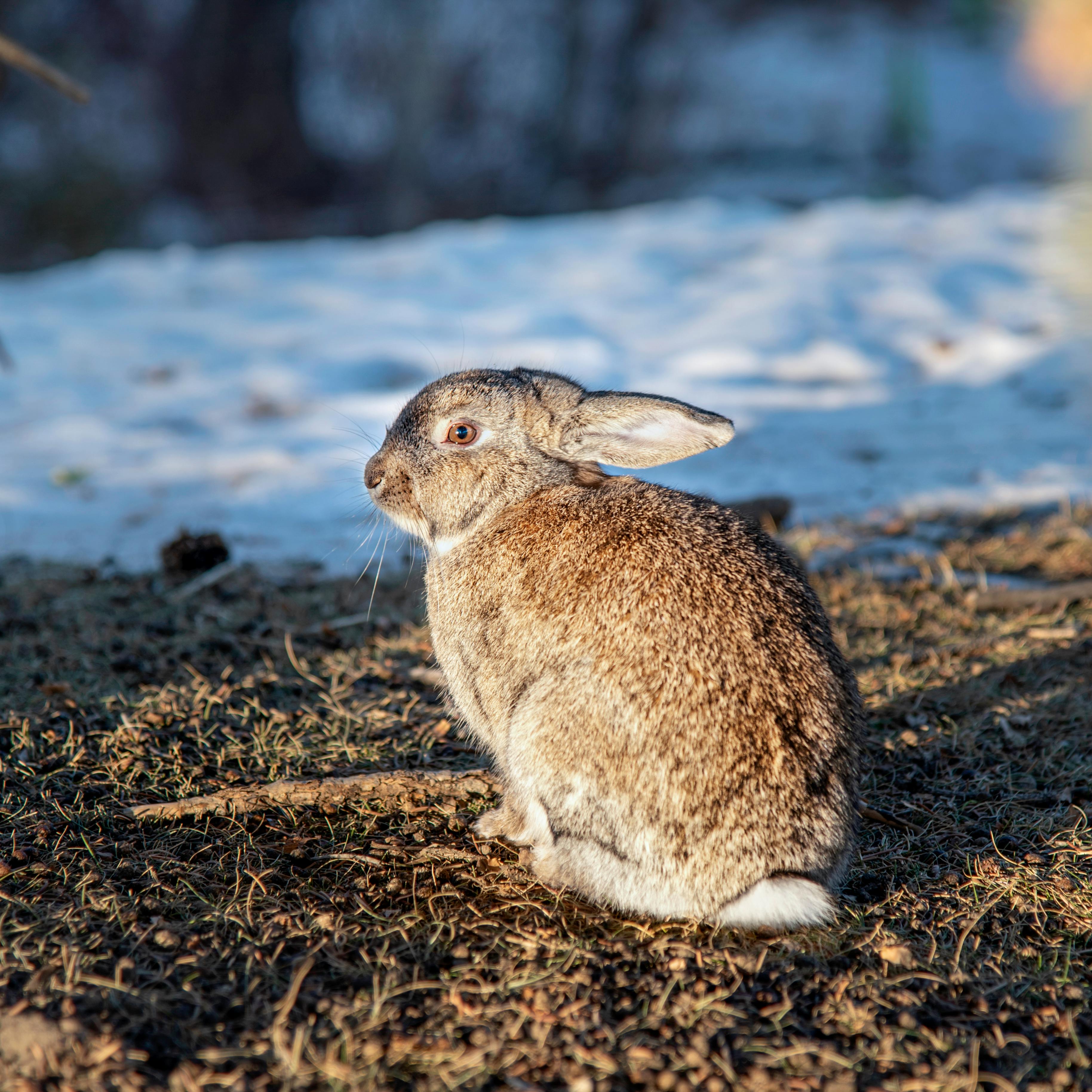 Rabbit Sitting in Sunlight · Free Stock Photo