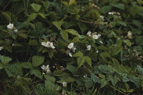 Gratis arkivbilde med blomster, blomstrende, fjær