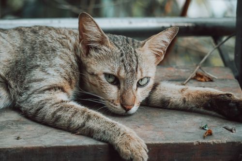 Free Close-up portrait of a relaxed tabby cat lying on a wooden surface in natural light. Stock Photo