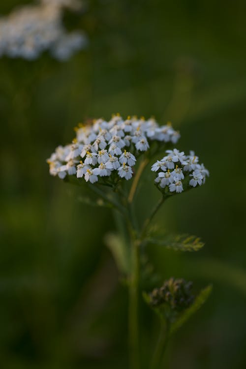 Small, White Flowers