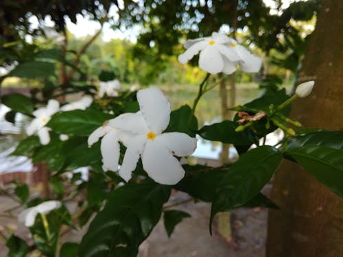 Foto profissional grátis de flor