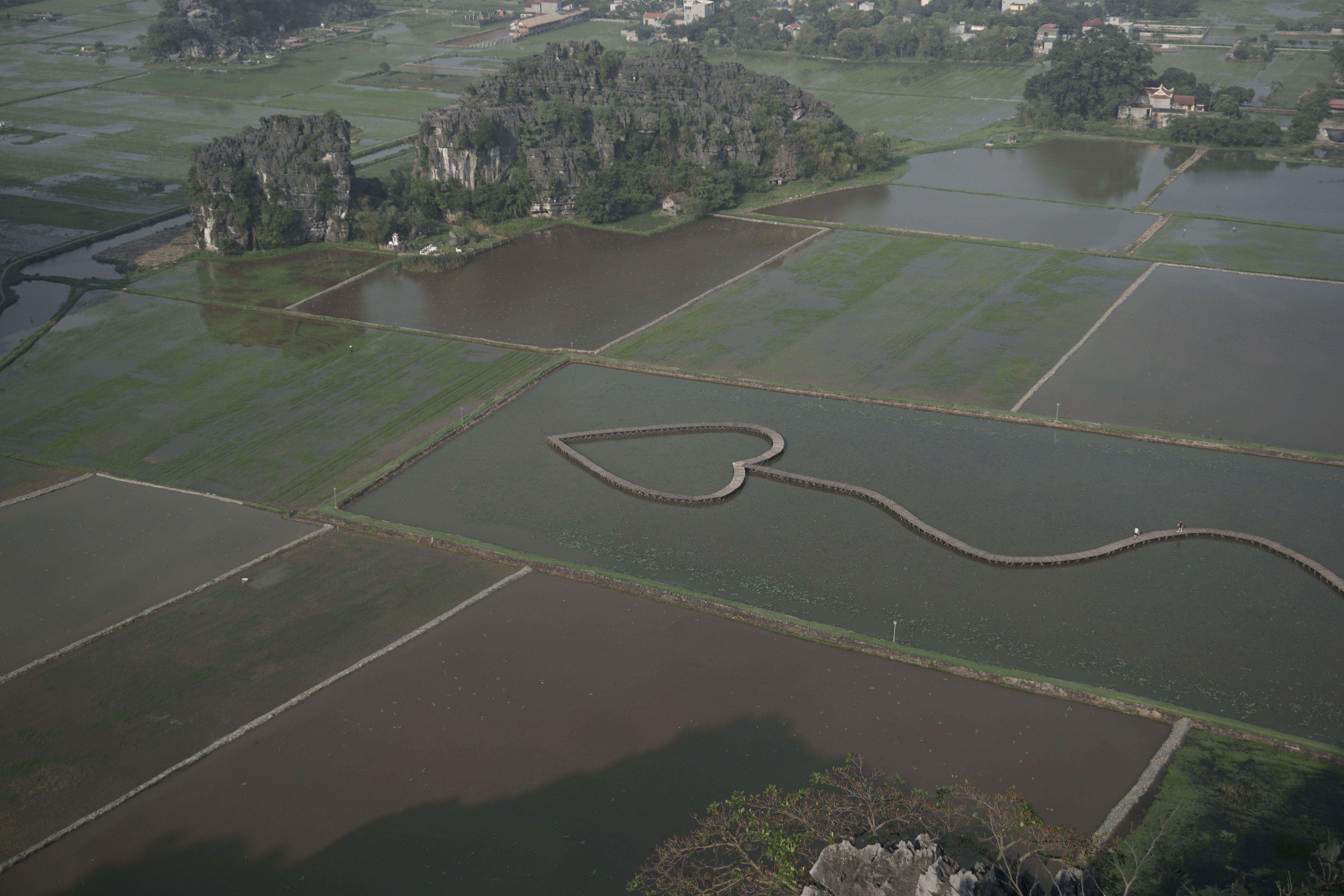 Drone shot of heart-shaped rice fields in Ninh Bình, Vietnam, showcasing rural landscape.