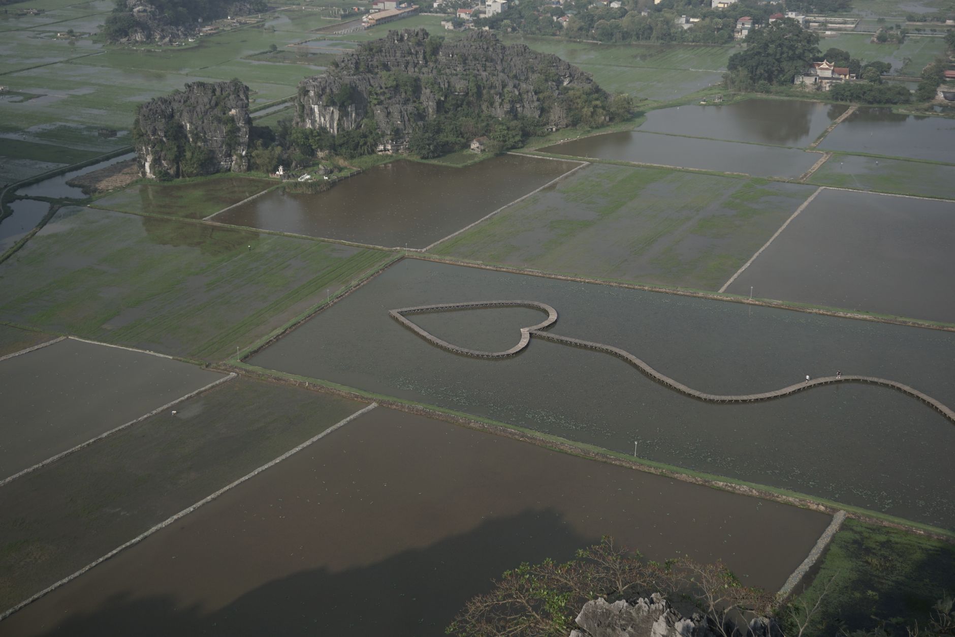 Drone shot of heart-shaped rice fields in Ninh Bình, Vietnam, showcasing rural landscape.