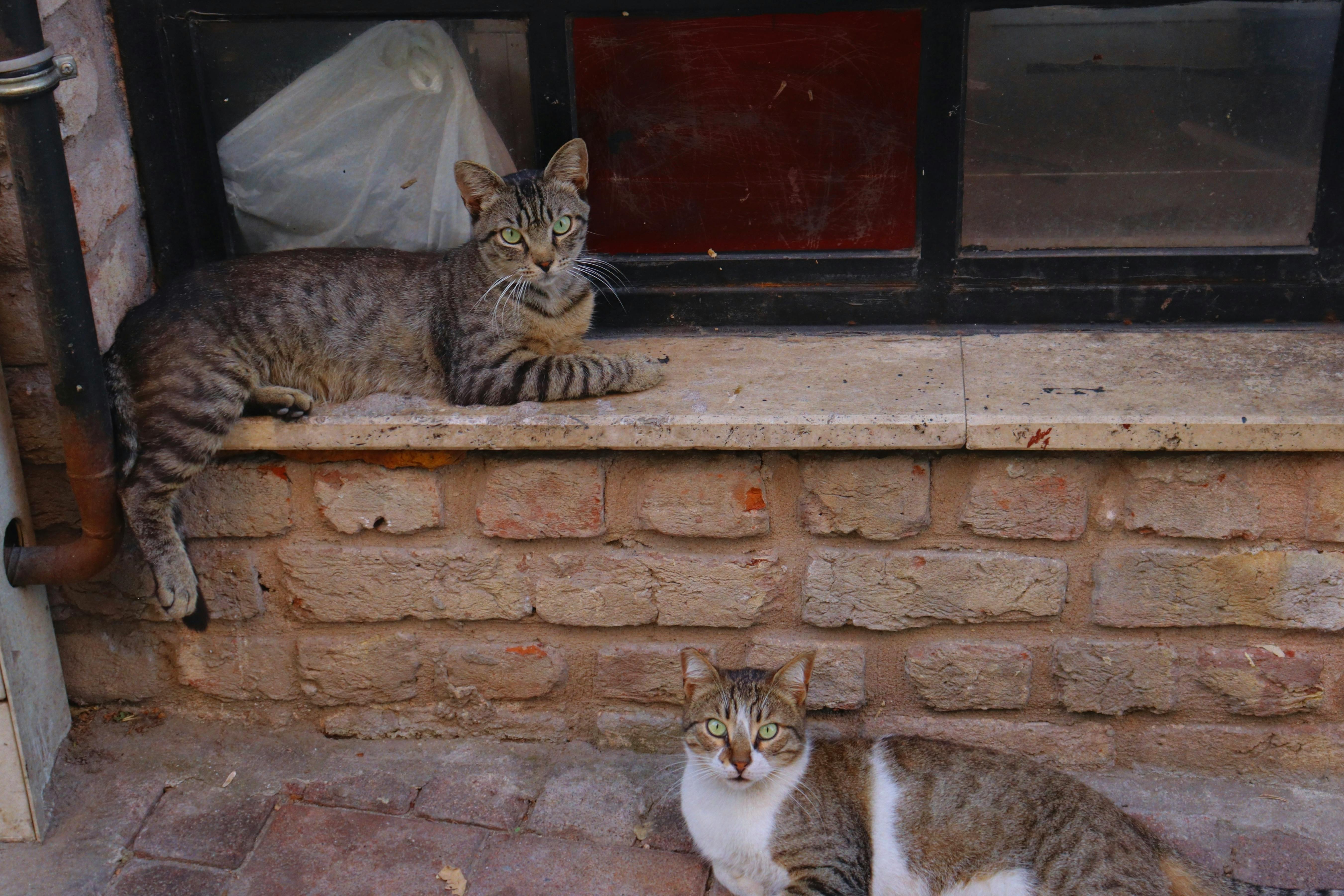 Concerning Cats
